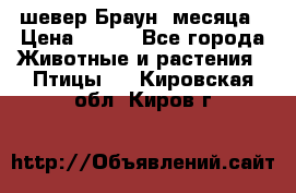 шевер Браун 2месяца › Цена ­ 200 - Все города Животные и растения » Птицы   . Кировская обл.,Киров г.